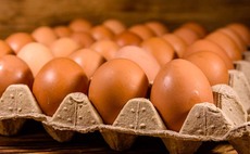 Barn eggs still important in UK market