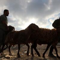 Mideast in Pictures: Palestinians buy sacrificial animals ahead of Eid al-Adha