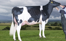 Sparkling trade at sale of Willsbro Holsteins