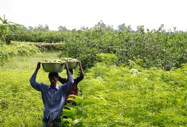 Asia Album: Lemon cultivation prospers in Bangladesh