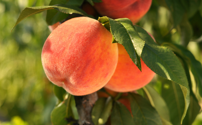 Partner Insight: Growing the retirement orchard – making sense of CDC