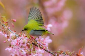 From muggles to birders, quiet hobby finds its wings