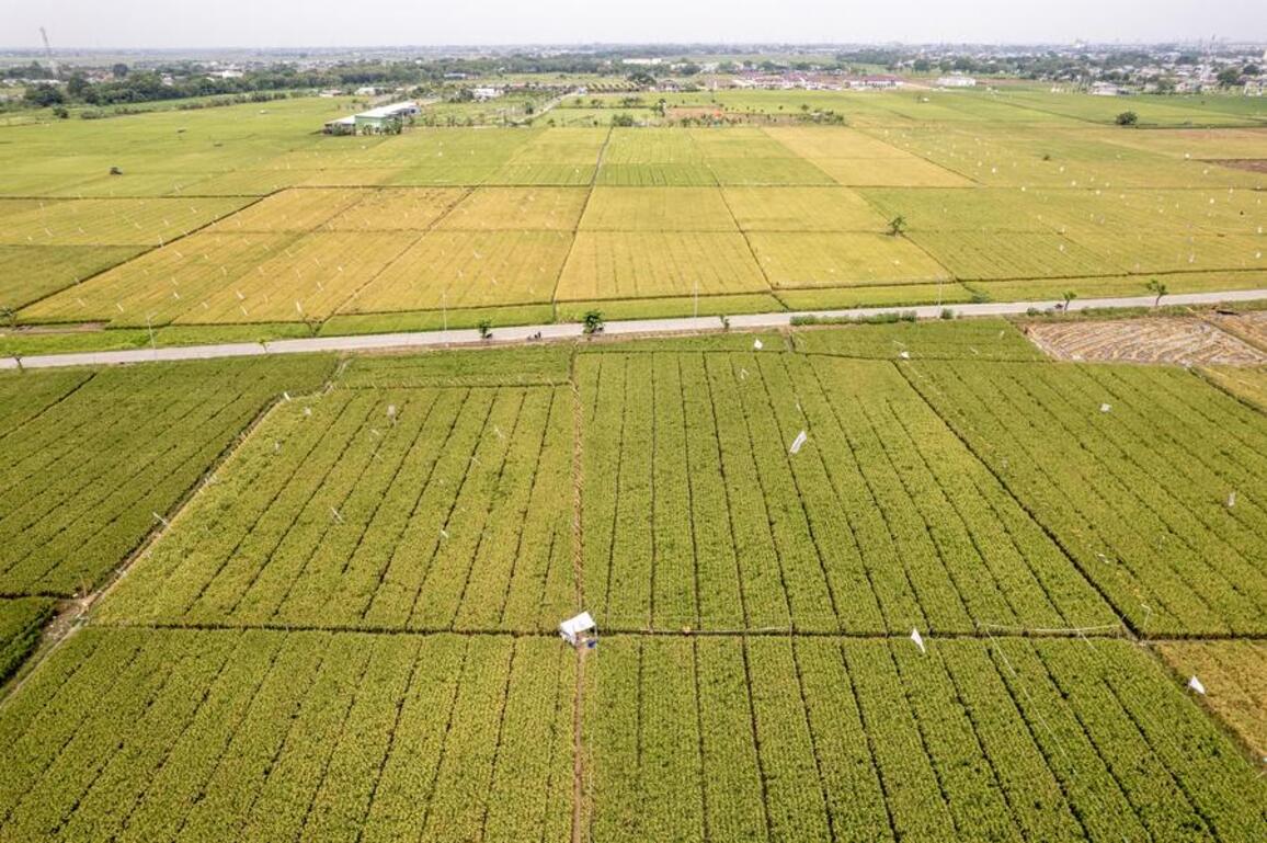 Asia Album: Rice field development in Indonesia