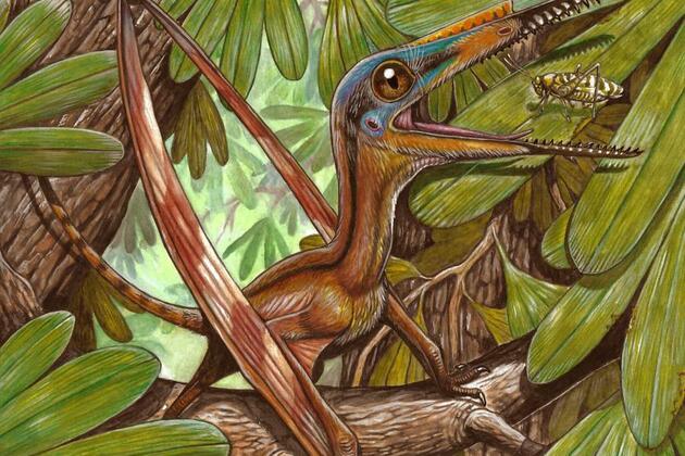 Chinese, Brazilian researchers uncover new species of pterosaur fossils in NE China
