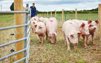 Pork exports boosted as China ends restrictions on UK pigmeat