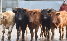 Beef special: Experience pays off on Derbyshire beef finishing unit