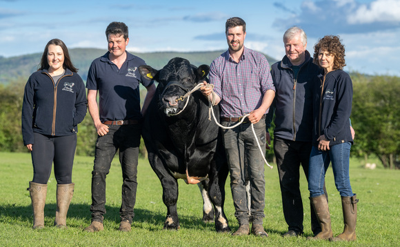 More to the Almeley Blues herd than their colour  