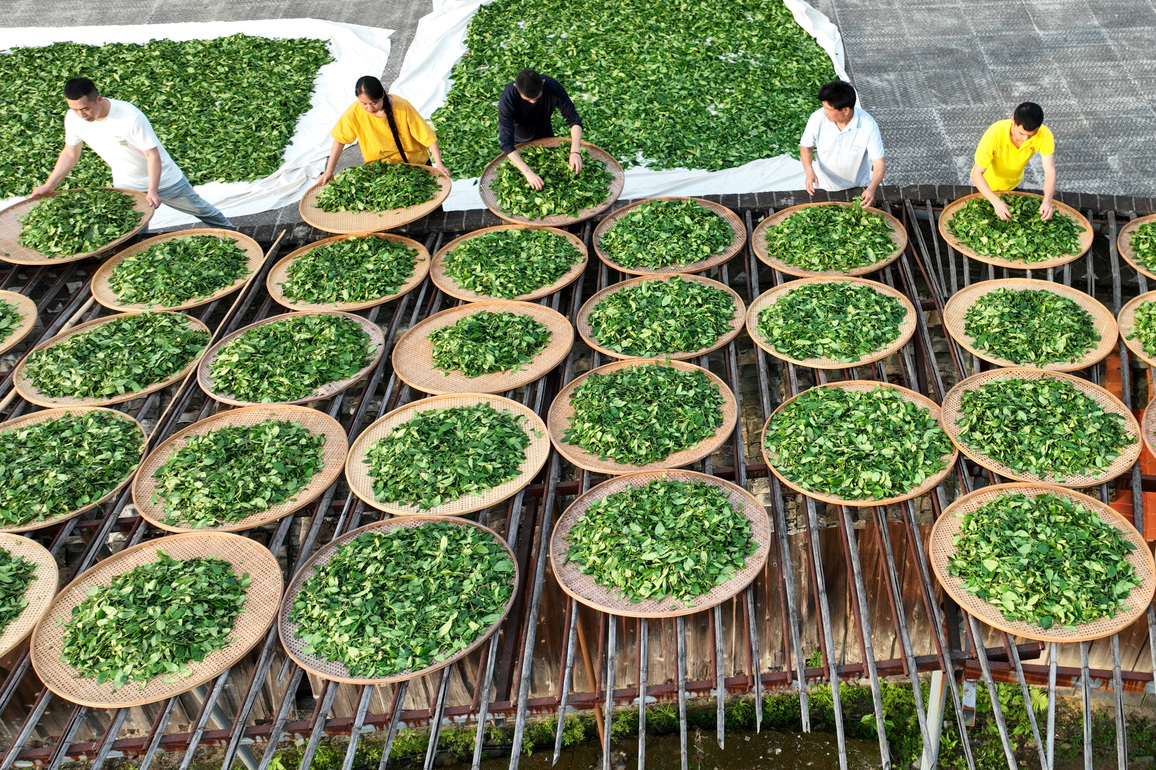 #CHINA-FUJIAN-WUYISHAN-TEA CULTURE (CN)