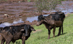 Mud sticks on cattle in Brumadinho after the January 25 dam collapse.
