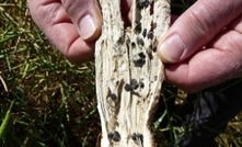 Major breakthrough for devastating crop disease Sclerotinia