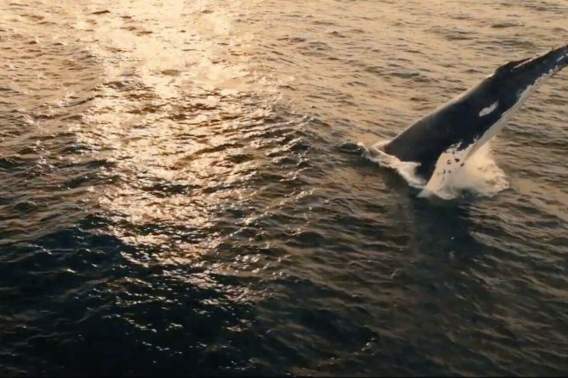 New humpback whale film reveals epic journey, urgent science on World Ocean Day