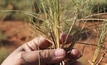 Spinifex farming tipped for growth in regional Queensland