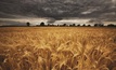 Wheat yield decline down to climate change: CSIRO