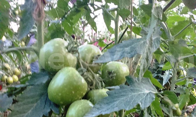 How to grow tomatoes How to grow tomatoes