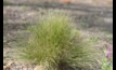  Now is the right time to be tackling serrated tussock, before seed set. Image courtesy Agriculture Victoria.