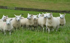 SHEEP SPECIAL: To tup or not to tup ewe hoggs   