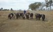 Important saleyard in need of super strong fencing
