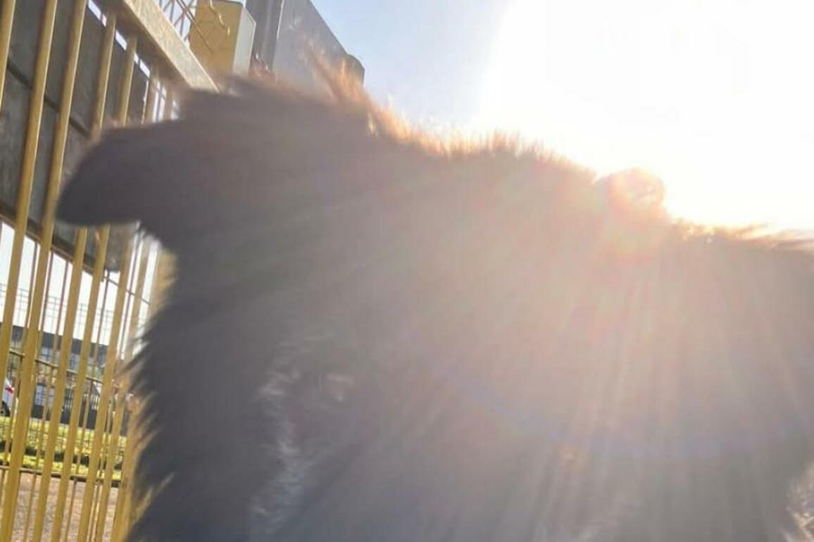 Fermanagh community unites for a dog's final farewell