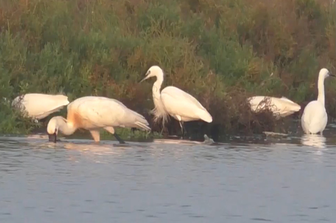Large flocks of rare migratory birds spotted in Thoothukudi