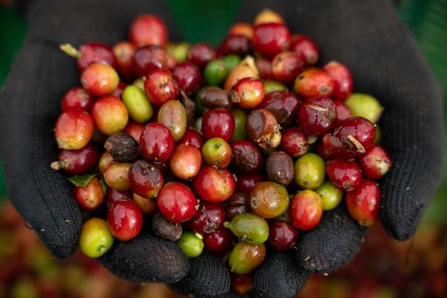 Laos promotes coffee growing to boost livelihoods