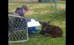  Youngster Tom Way from Deniliquin looking after an orphaned Santa Gertrudis calf. Picture courtesy Matt Way.
