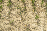 Too hot to grow: The economic costs of extreme heat