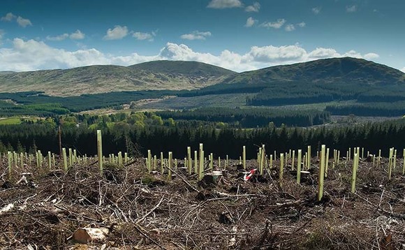 Government must incentivise farmer tree planting to help achieve UK net zero ambitions