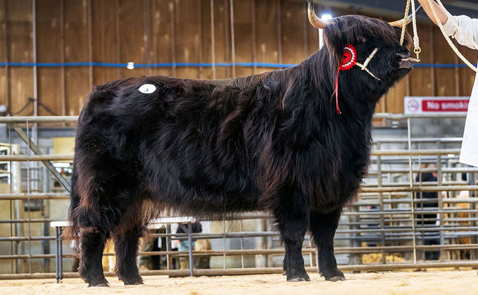 Highland heifers sells for 20,000gns at Oban