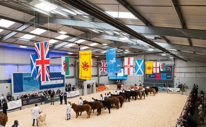 The steer champion led the beef judging at the 17th Borderway Agri-Expo.