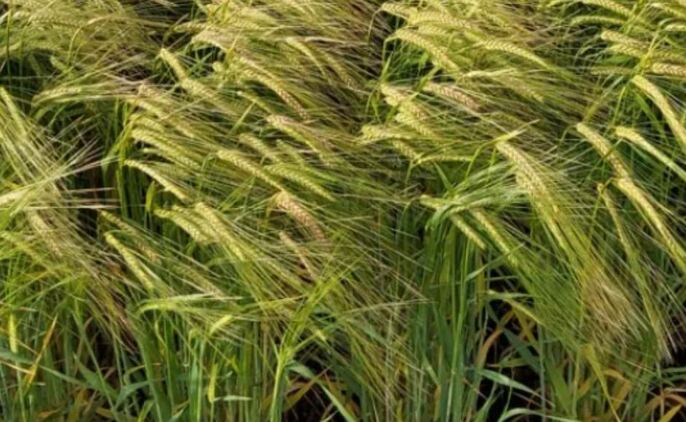 Intergrain's Zena CL has been accredited as malting barley. Image courtesy Grains Australia.