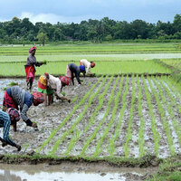 Rice sowing crosses 109% of normal area as good Monsoon boosts Kharif sowing: Report