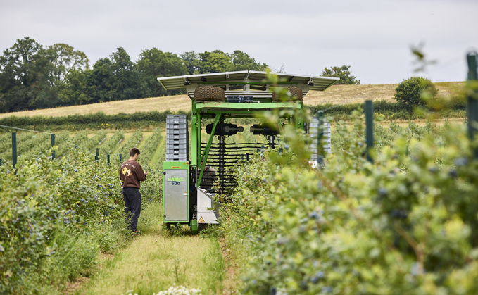Producer launches 2026 blueberry season with biggest crop yet