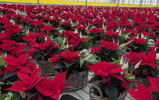 UK-grown poinsettia flowers make £1m+ presence on the Christmas market