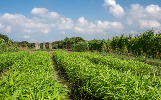 'Credibility gap': Are corporate regenerative farming programmes delivering on their promise?
