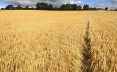 Harvest 20: Winter barley yields matching five-year average despite season's challenges