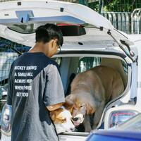 Pets experience healing touch of traditional Chinese medicine