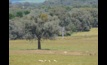  Farming land values in Australia have recorded double digit growth. Photo Mark Saunders. 