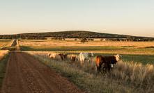  Cow's grazing near Alkane's Tomingly gold operations.