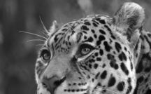 Global takes lion's share of Peruvian permit with America's Jaguar 