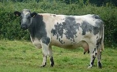 Belgian Blue heifer goes missing from Welsh village