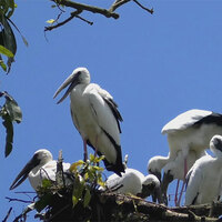 Assam's Na-mati turns into seasonal haven for Asian Openbill Storks