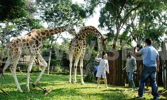 Wild animals and beach life at Entebbe Zoo Wild animals and beach life at Entebbe Zoo