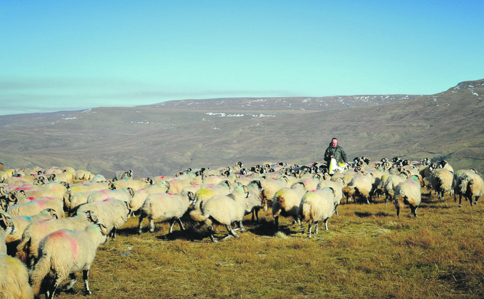 A new louping ill vaccine is being developed which could help upland farmers. 