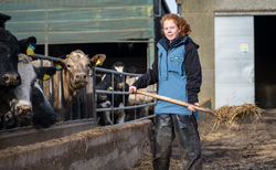In your field: Amy Wilkinson - "While Dad was trying to castrate him, he kicked out with both back legs"