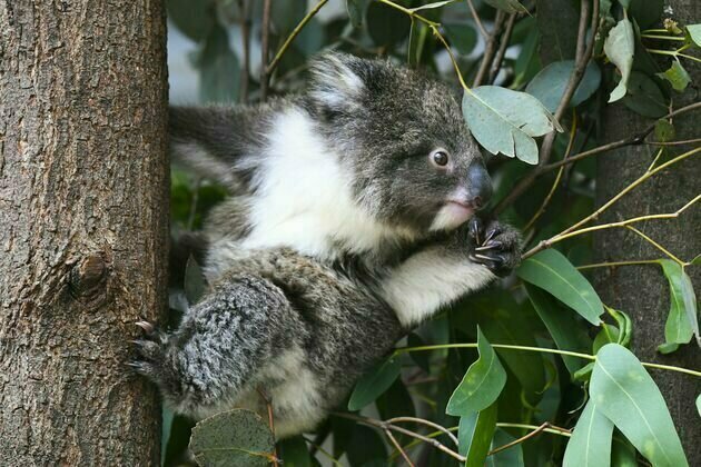 Koalas are running out of time. Will a $140 million national park save them?