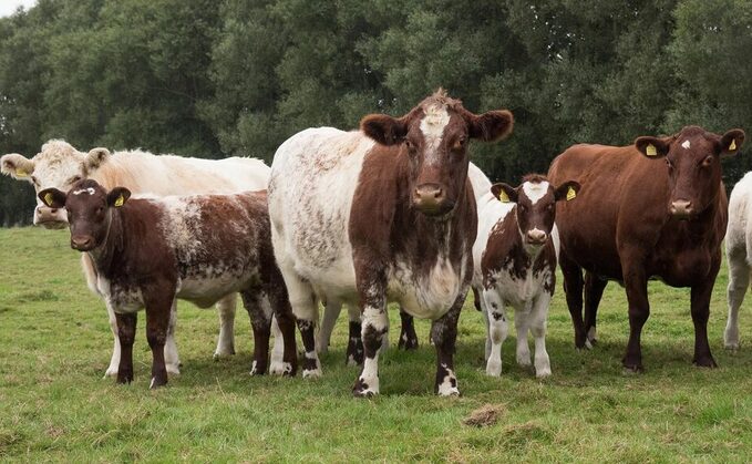 Rare breeds at risk from rising costs