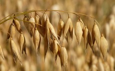 Autumn herbicide provides strong volunteer oats cover