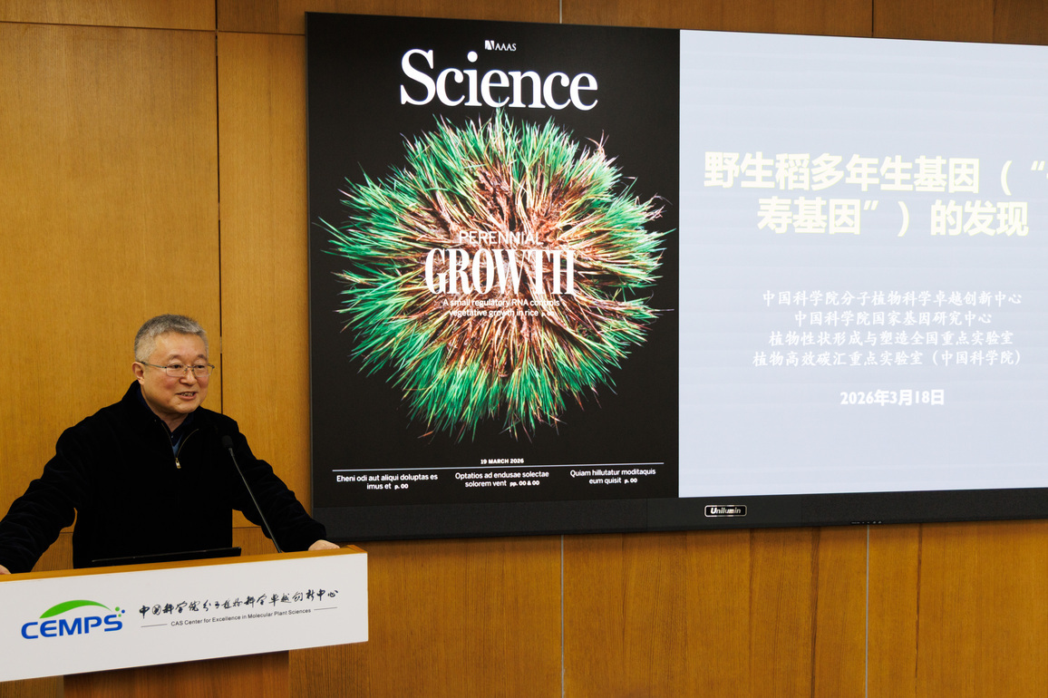 (EyesOnSci)CHINA-SHANGHAI-CHINESE SCIENTISTS-WILD RICE-"LONGEVITY GENES" (CN)