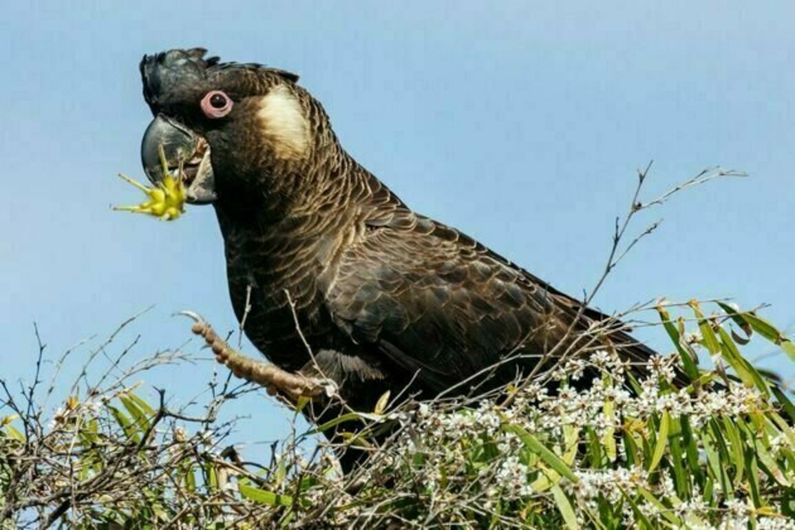 Environment Minister Tanya Plibersek has been taken to court over 11 threatened species. Here's why