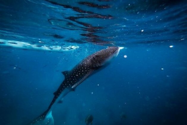 Scientists find the factors influencing behaviour of whale shark